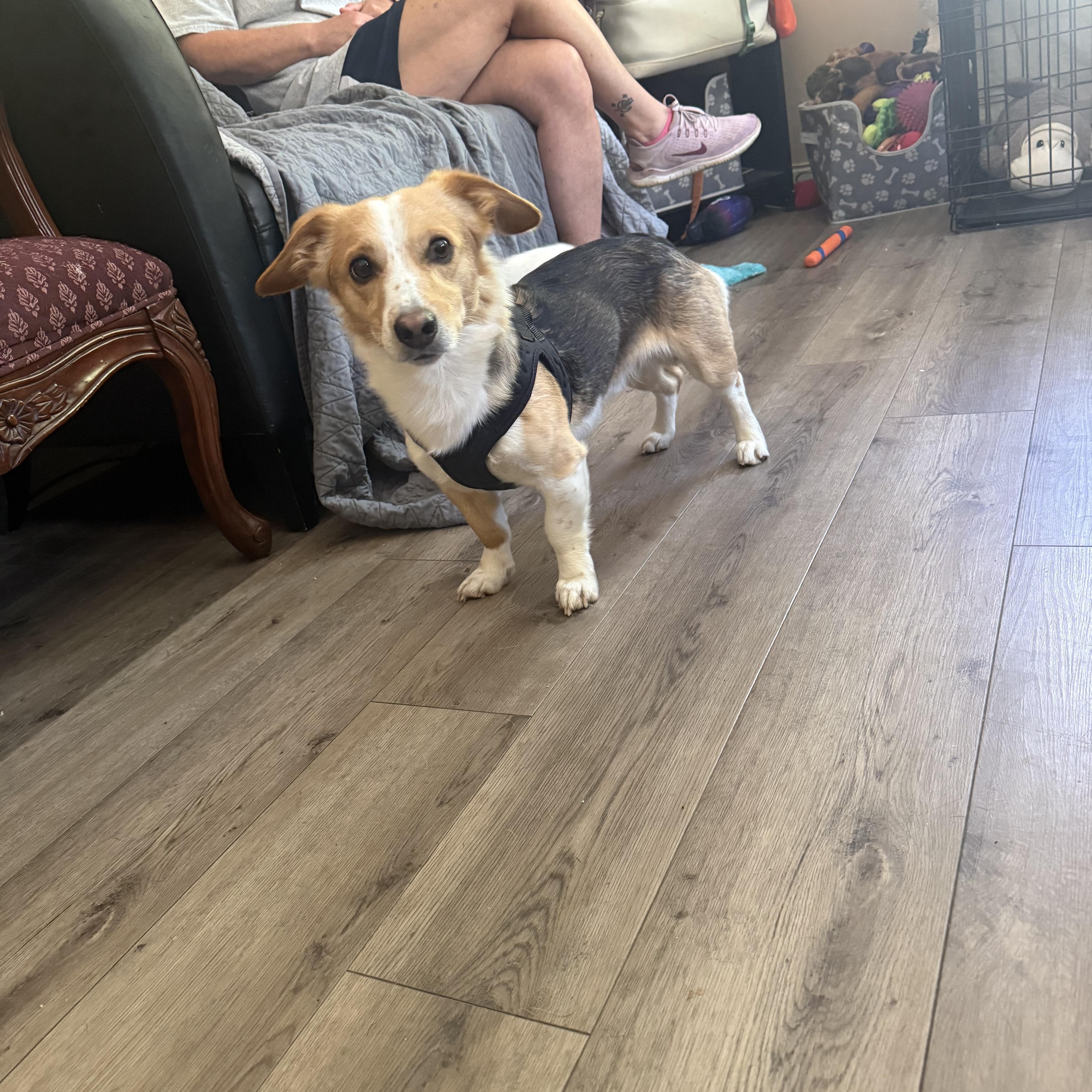 Shadrach “shaddy” thumbnail 4