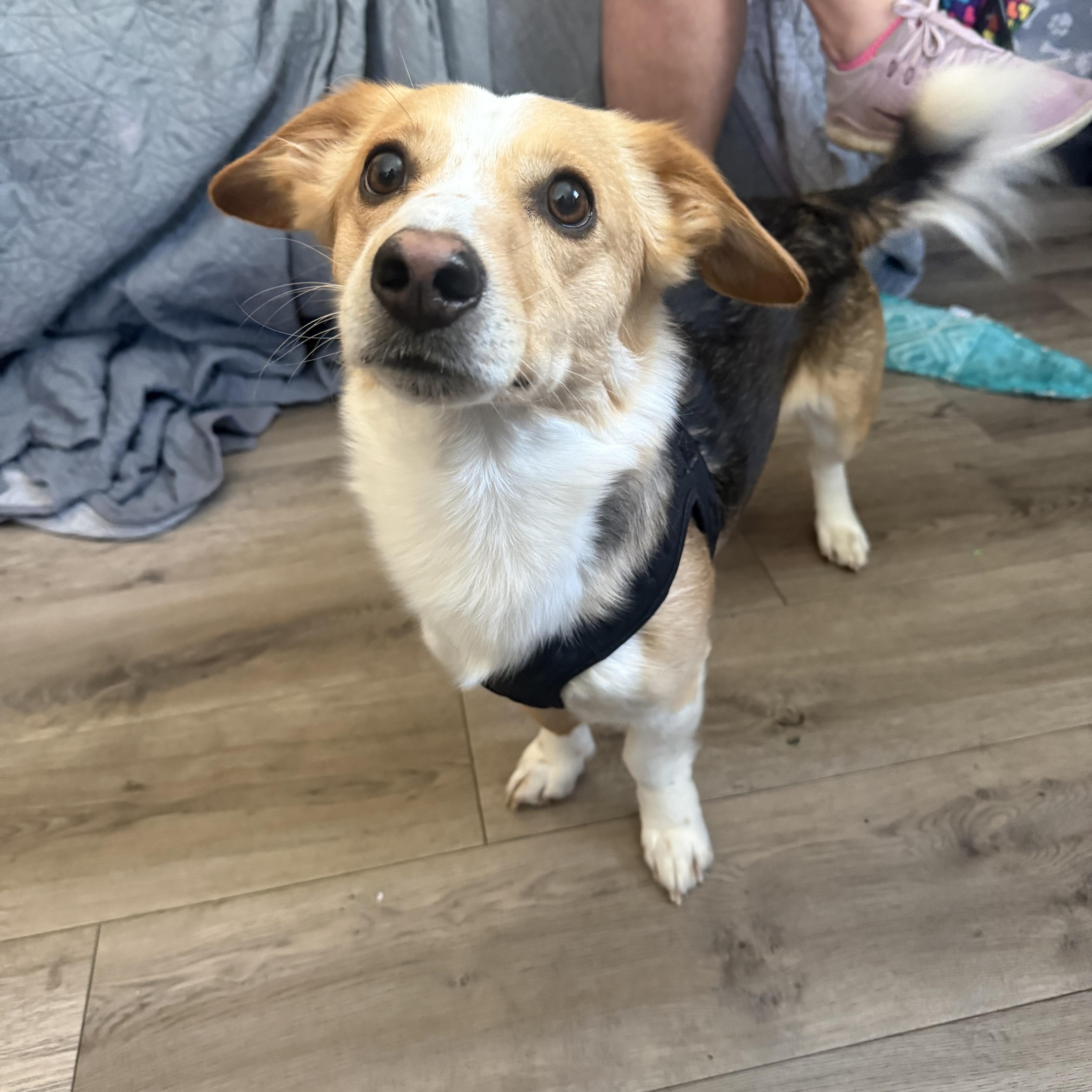 A young small-sized male Pembroke Welsh Corgi dog named Shadrach “shaddy” for adoption in Douglas, MA