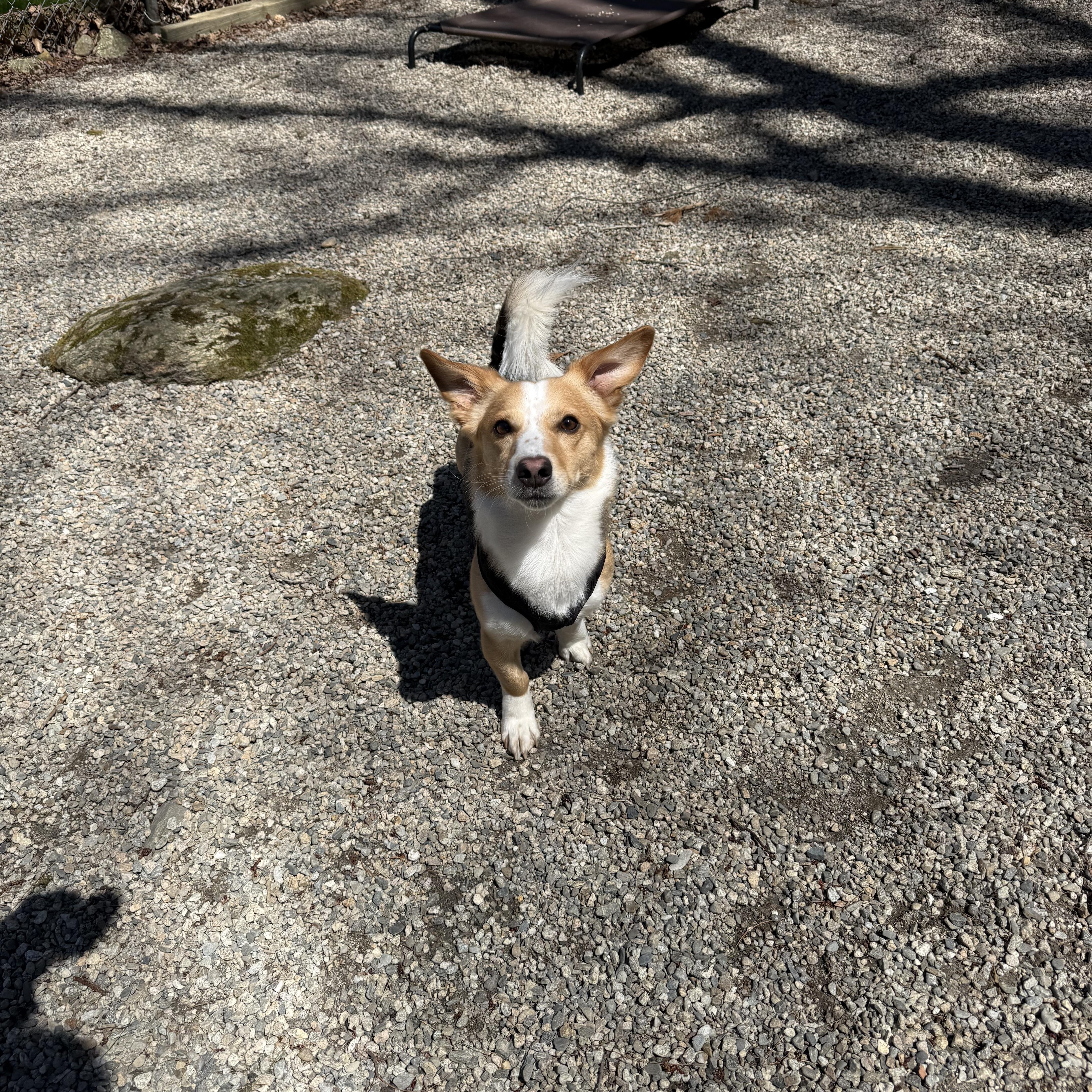 Shadrach “shaddy” thumbnail 5