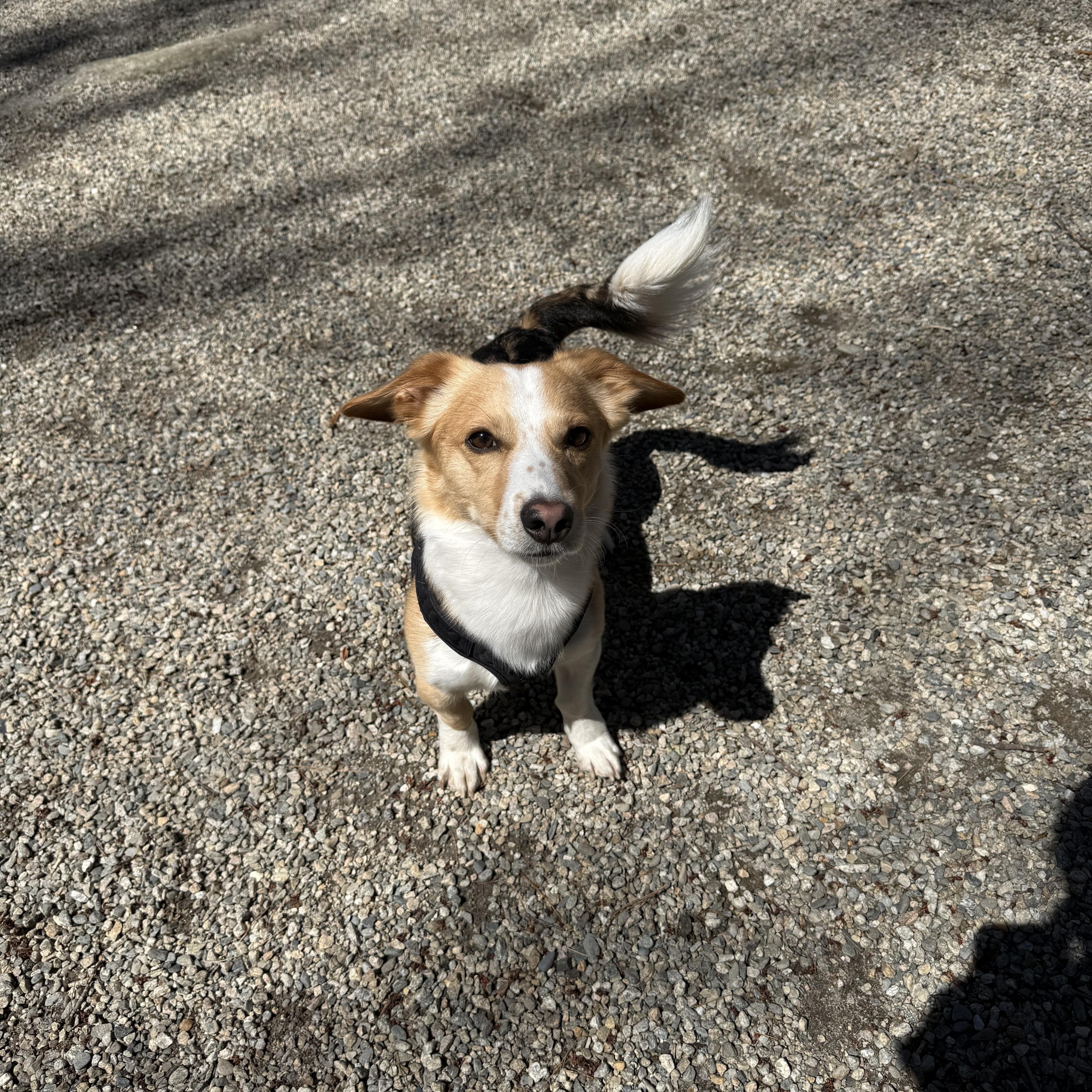 Shadrach “shaddy” thumbnail 6