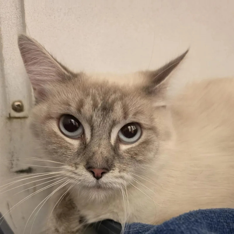 A young medium-sized female Domestic Long Hair cat named Capella for adoption in Desert Hot Springs, CA