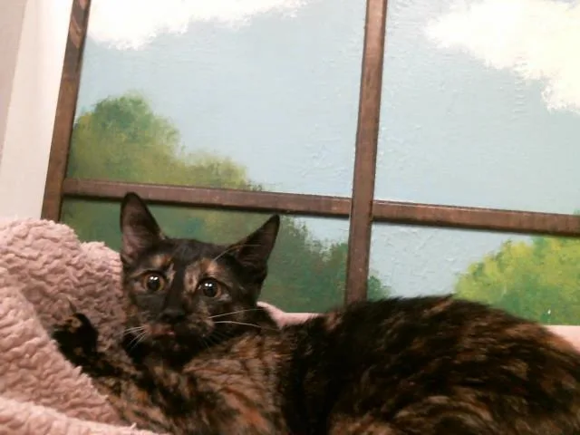 A young medium-sized female Domestic Short Hair cat named Fifi for adoption in Houston, TX