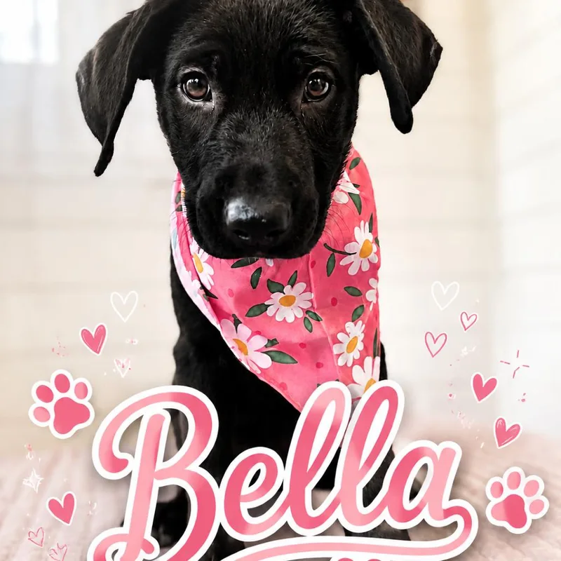 Bella