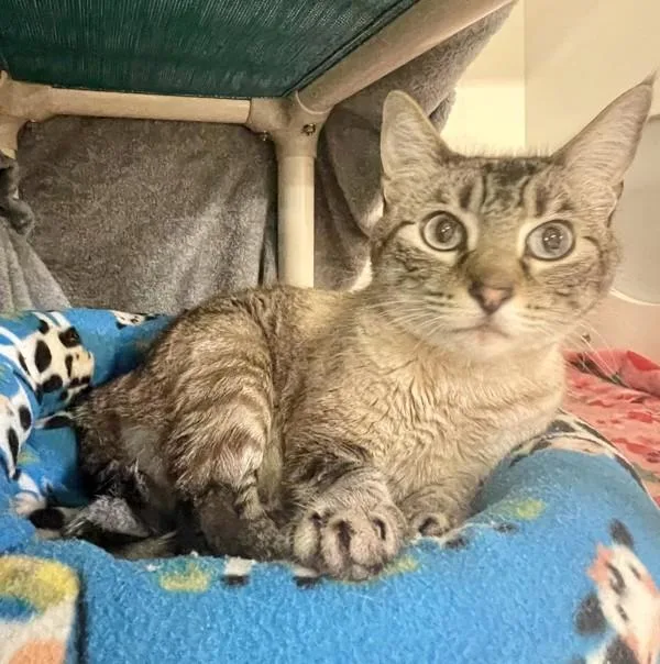 Working Cat Sparkle