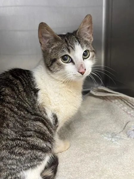 Wolffia   Bonded thumbnail 2