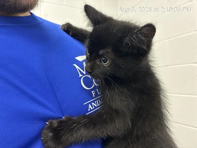 A baby small-sized female Domestic Long Hair cat named Janja for adoption in Ocala, FL