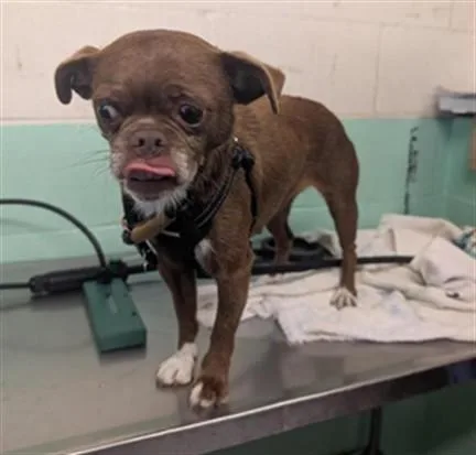 A young small-sized female Pug dog named Krampus for adoption in Sacramento, CA