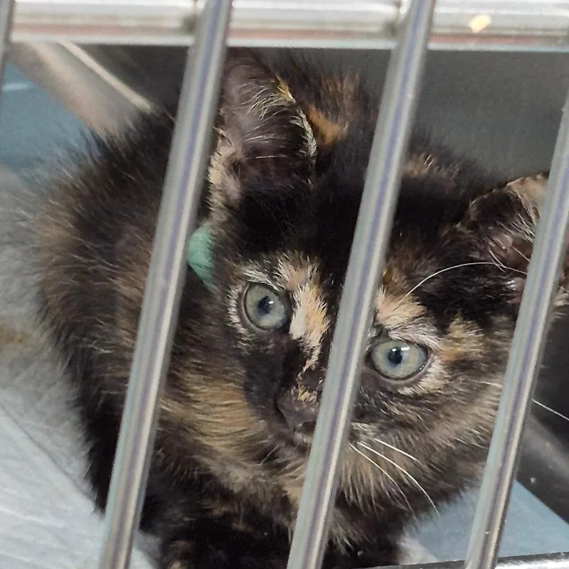 A baby small-sized female Tortoiseshell Domestic Short Hair cat named Sabrina for adoption in Vieques, PR