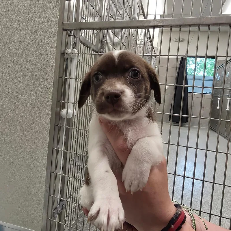 A baby small-sized female Brown / Chocolate Mixed Breed dog named Quinn for adoption in Hinsdale, IL