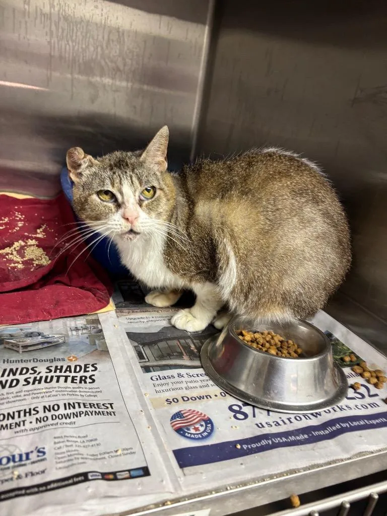 A senior medium-sized female Domestic Short Hair cat named Acequia for adoption in Sorrento, LA