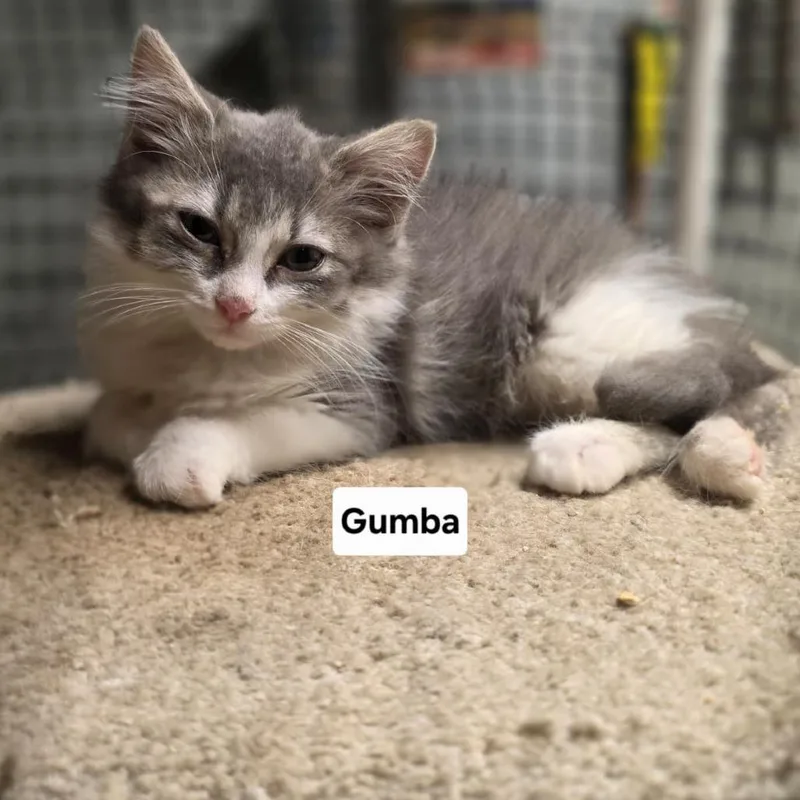 A baby small-sized female Gray / Blue / Silver Domestic Short Hair cat named Gumba C for adoption in Princeton, MN