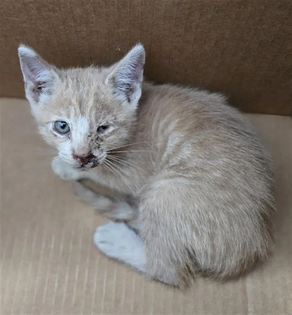 A baby medium-sized male Domestic Short Hair cat named Australia for adoption in Dallas, TX