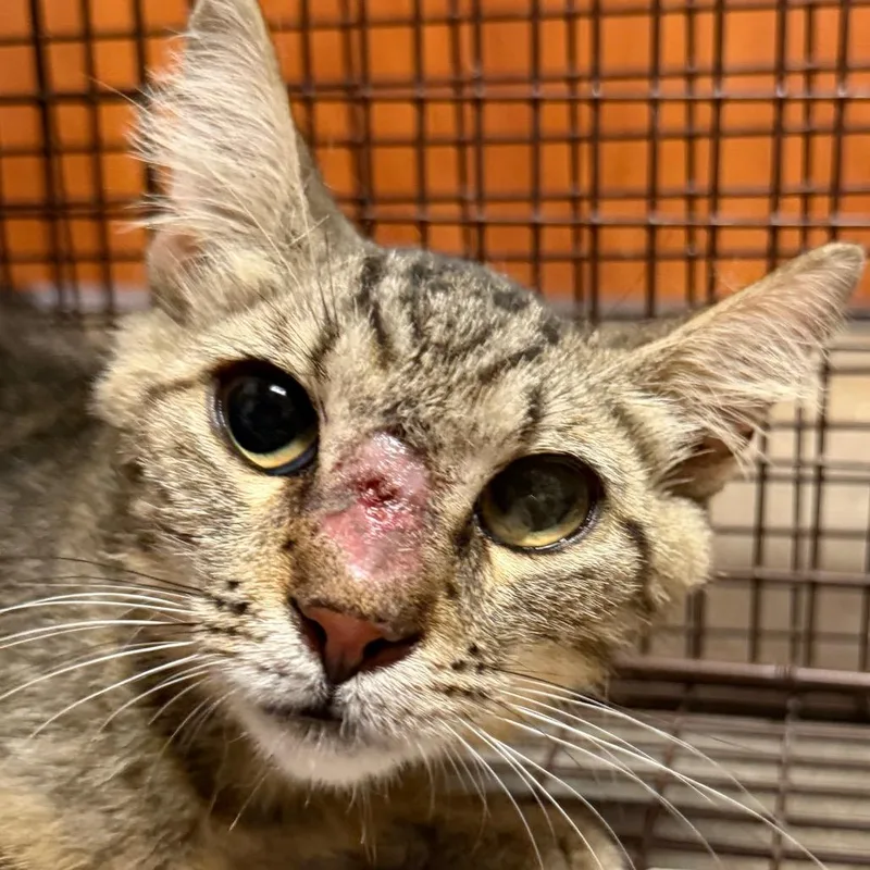 A senior medium-sized female Domestic Medium Hair cat named Genine for adoption in Yuma, AZ