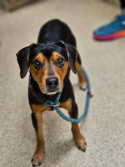 An adult medium-sized male Mixed Breed dog named Rudy for adoption in Munster, IN