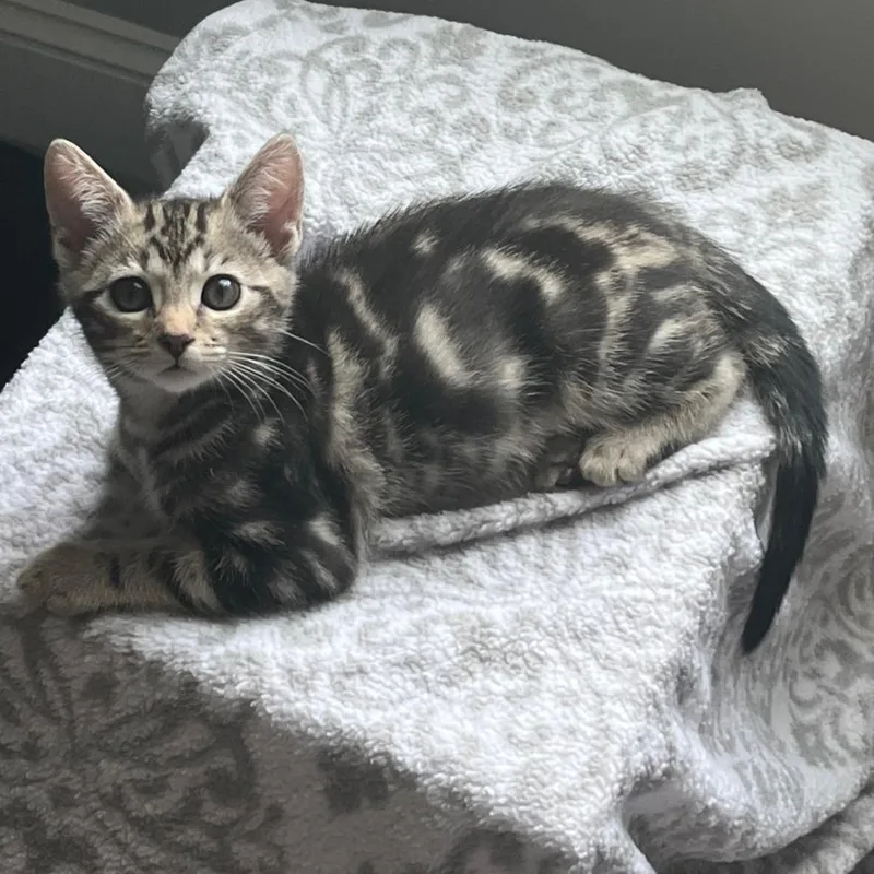 A baby small-sized male Brown / Chocolate Domestic Short Hair cat named Maui for adoption in Franklin, TN