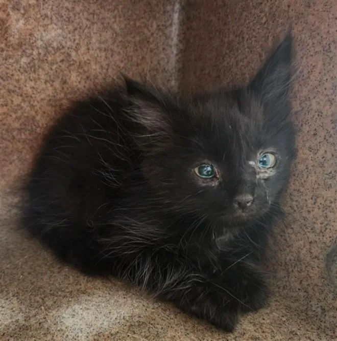 A baby small-sized male Domestic Short Hair cat named Loops for adoption in Santa Fe, NM