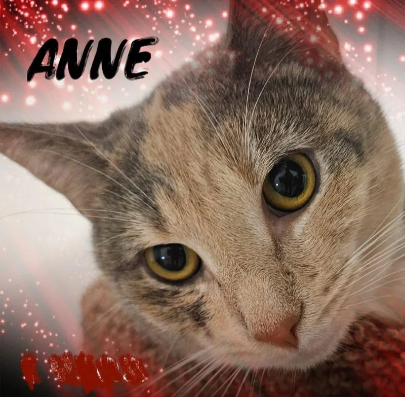 Anne thumbnail 2