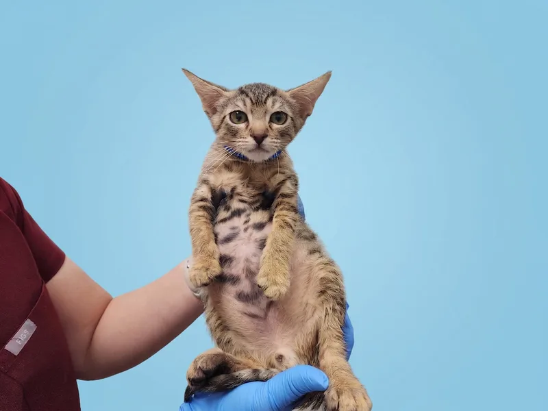A baby small-sized male Domestic Short Hair cat named Asher for adoption in Los Angeles, CA