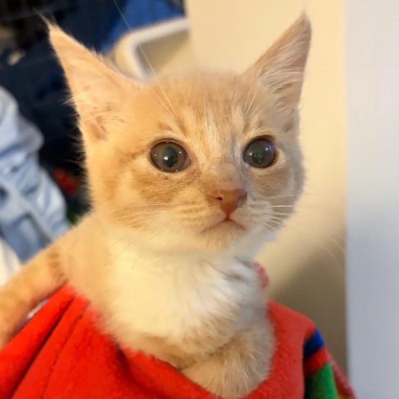 A baby small-sized male Orange / Red Domestic Short Hair cat named Copper for adoption in Waldorf, MD