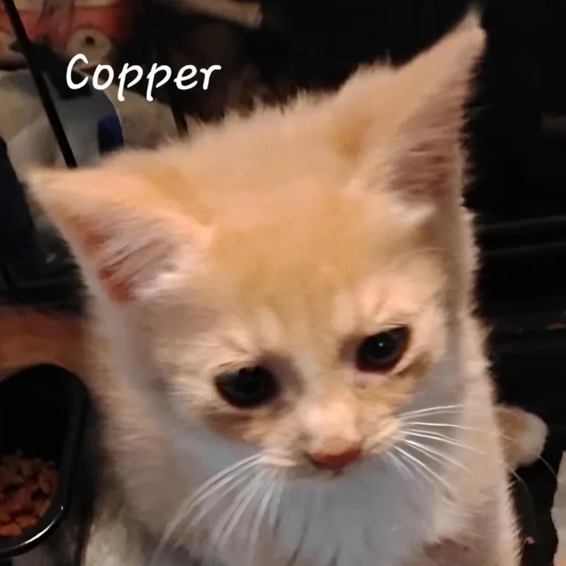 Copper thumbnail 4