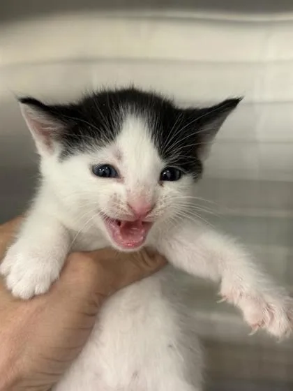 A baby small-sized female Domestic Short Hair cat named Squeak for adoption in West Chester, PA