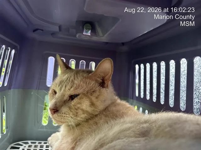 An adult small-sized male Domestic Short Hair cat named Craisin for adoption in Ocala, FL