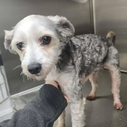 A young small-sized male Bicolor Yorkie Poo dog named Smokey for adoption in Tylertown, MS