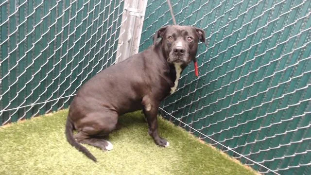 An adult medium-sized male American Bulldog dog named Den for adoption in Downey, CA