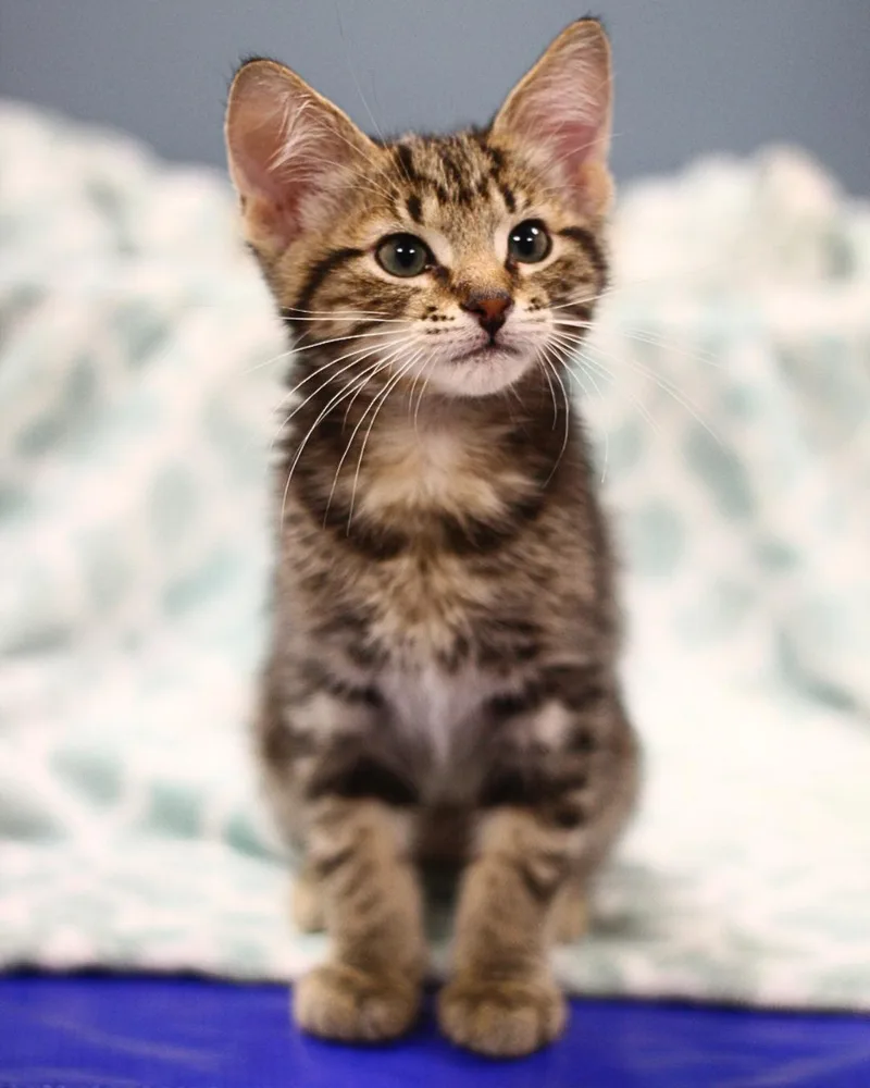 A baby small-sized male Domestic Short Hair cat named Apple for adoption in Toledo, OH