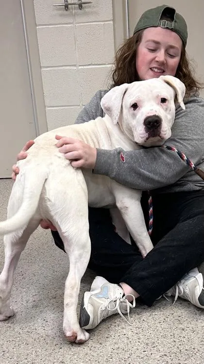 An adult large-sized male Pit Bull Terrier dog named Marshmallow for adoption in Fishers, IN