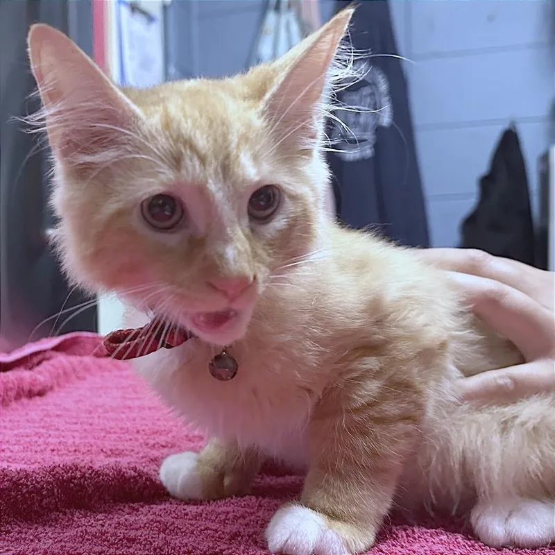 A baby small-sized male Orange / Red Domestic Medium Hair cat named Gara for adoption in Providence, RI