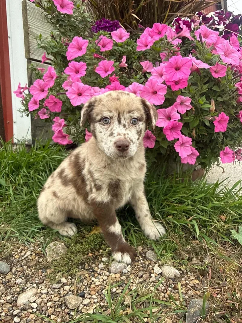 A baby medium-sized female Cattle Dog named Brookies for adoption in Grand Forks, ND