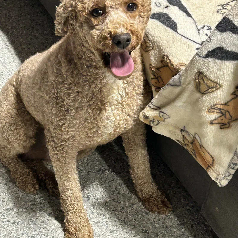 Family dog Abby. Mini.