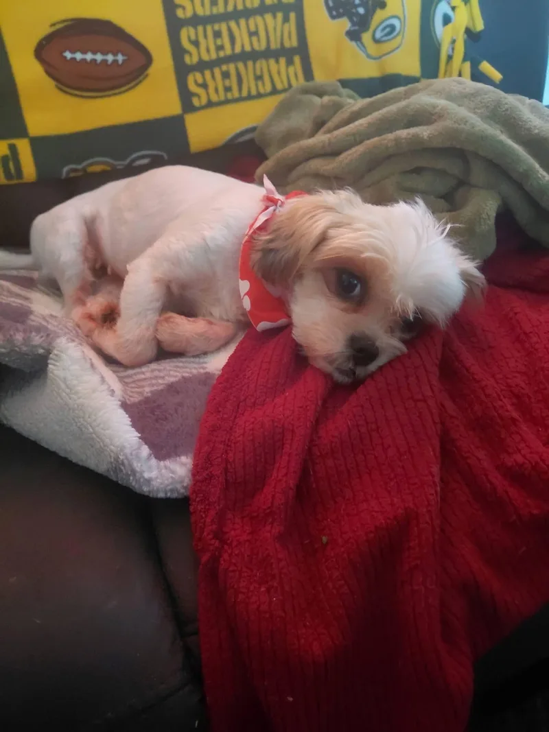 Annie thumbnail 3