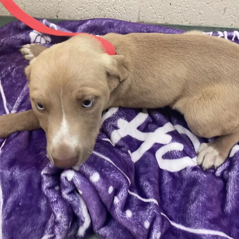 A young medium-sized female Yellow / Tan / Blond / Fawn Mixed Breed dog named Nala for adoption in Memphis, TN