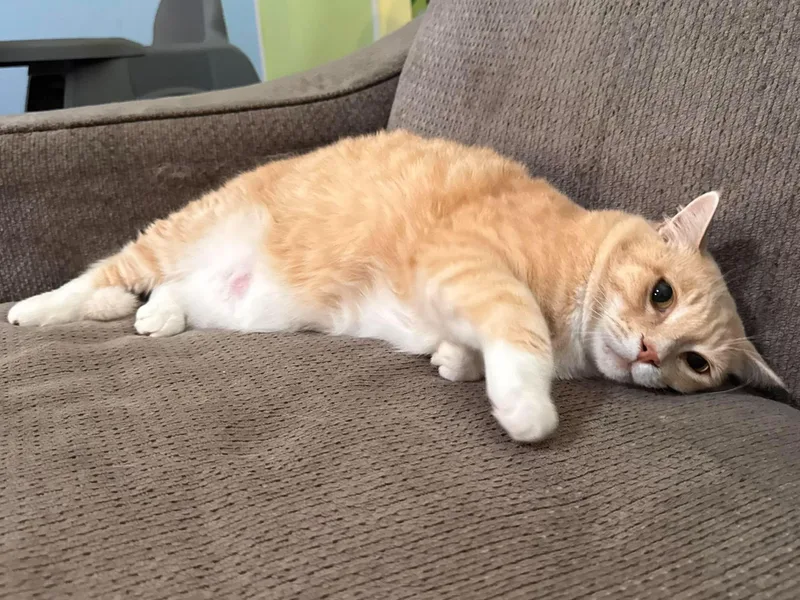 An adult medium-sized male Tabby (Orange / Red) Domestic Short Hair cat named Mister McGriddle for adoption in Sioux Falls, SD