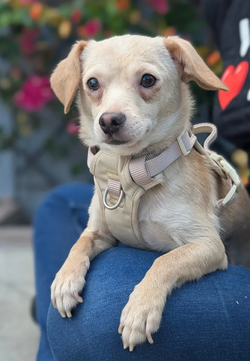 A young small-sized female Apricot / Beige Chiweenie dog named Lulu for adoption in Los Angeles, CA