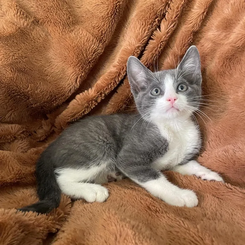 Gio