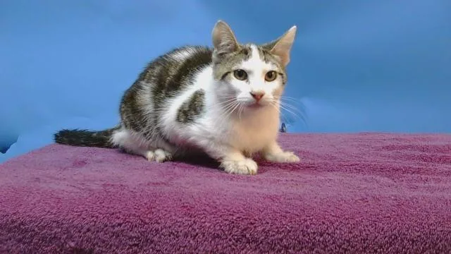 A young medium-sized male Domestic Short Hair cat named A for adoption in Gardena, CA