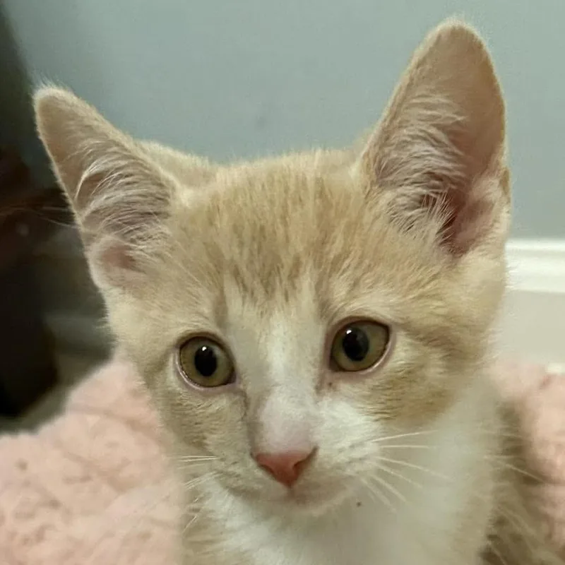 A baby small-sized male Domestic Medium Hair cat named Koa for adoption in Chicago, IL