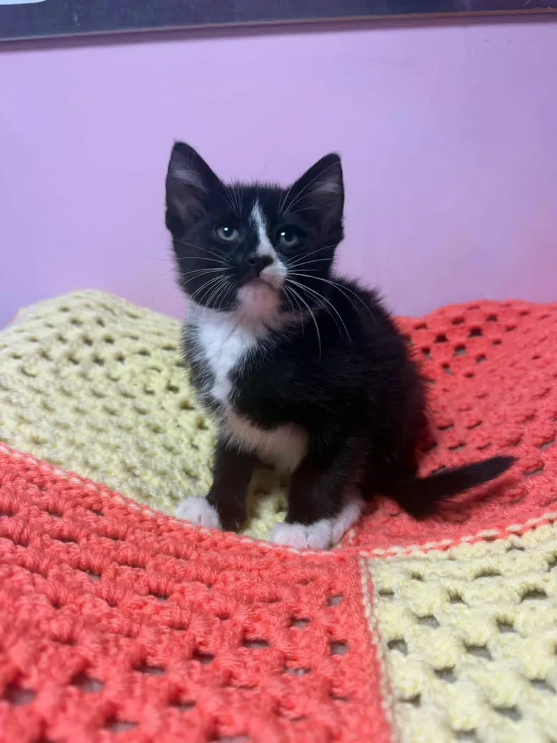 A young small-sized male Black & White / Tuxedo Domestic Short Hair cat named Gene for adoption in Freeport, NY