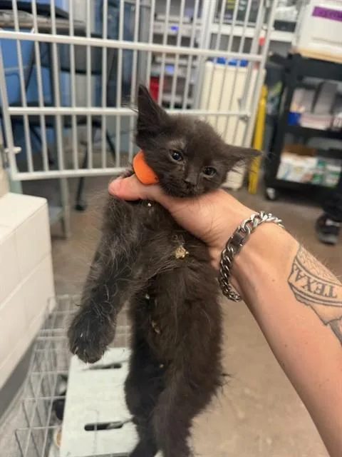 A baby medium-sized male Domestic Medium Hair cat named Fire for adoption in Dallas, TX