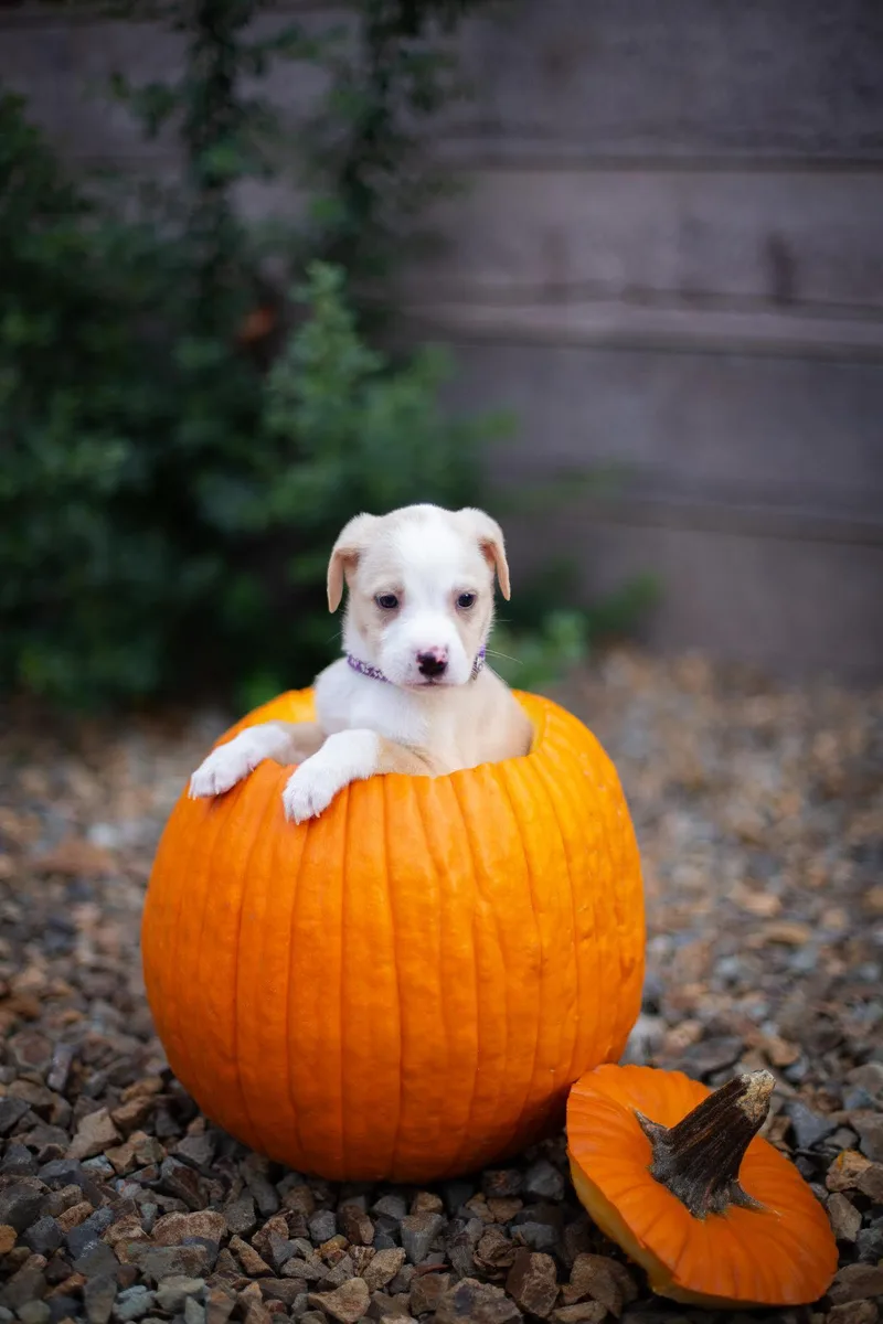 A baby medium-sized female Sable Australian Shepherd dog named Rory for adoption in Las Vegas, NV