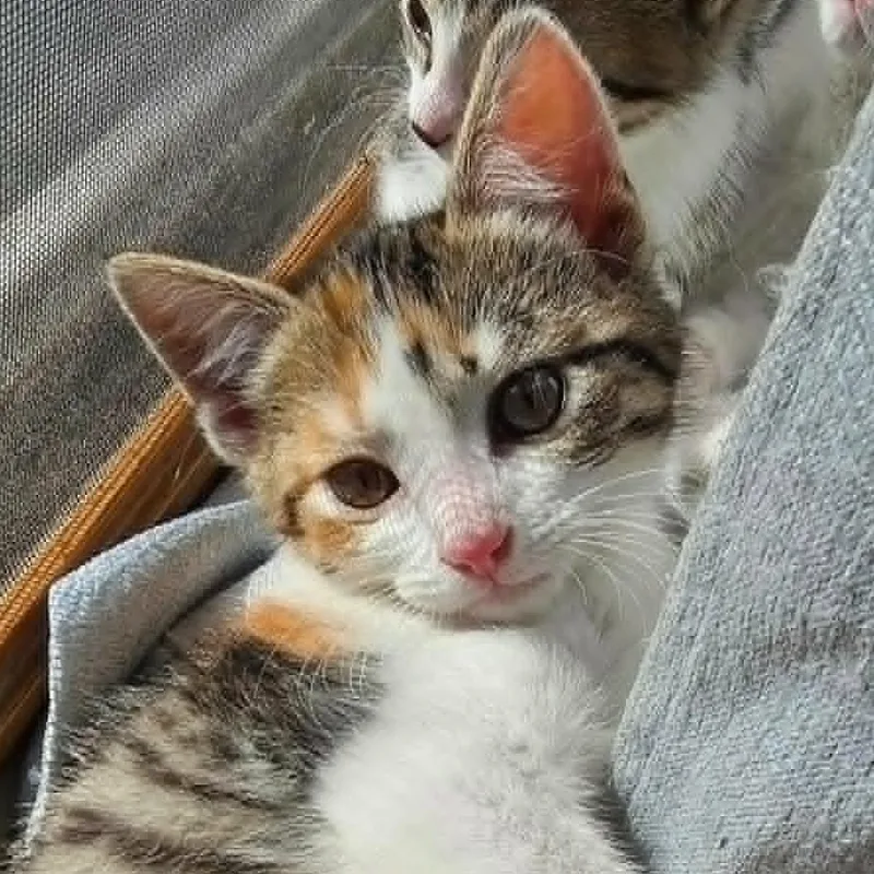 Ginny