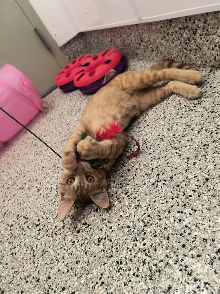 A baby small-sized male Domestic Short Hair cat named Clarion for adoption in Detroit, MI