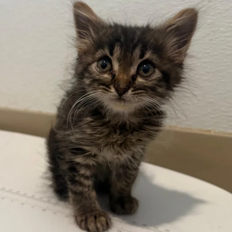A baby small-sized male Domestic Medium Hair cat named Ron for adoption in Cedaredge, CO