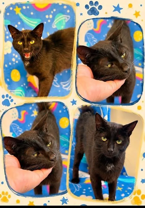 A young large-sized female Domestic Short Hair cat named Nani for adoption in Rensselaer, IN