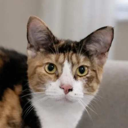 A young medium-sized female Calico cat named Tuvalu for adoption in Liverpool, TX