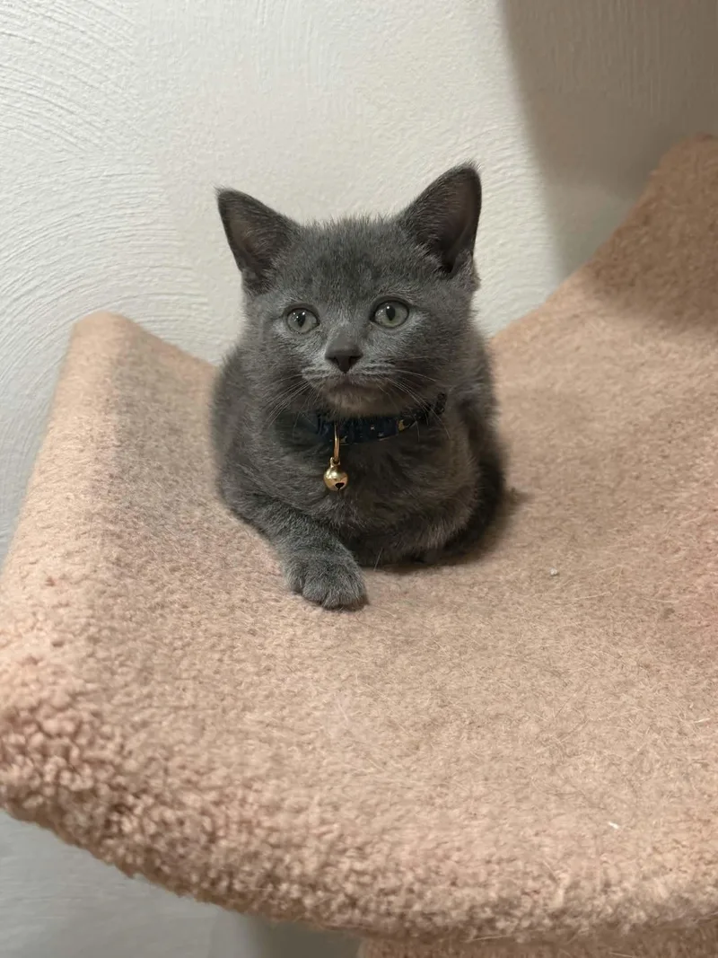 A baby medium-sized male Gray / Blue / Silver Domestic Short Hair cat named Rooster for adoption in Battle Creek, MI