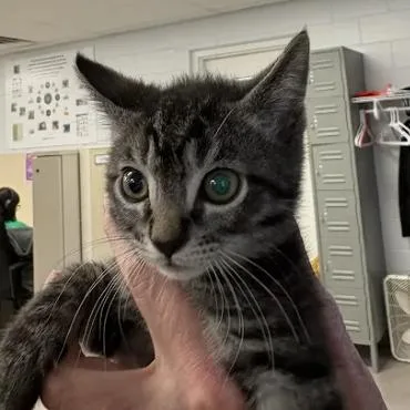 A baby small-sized male Brown / Chocolate Domestic Short Hair cat named Jerry for adoption in South Elgin, IL
